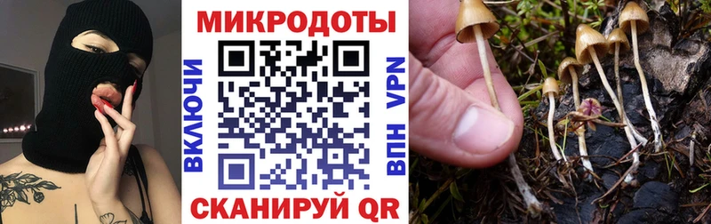 Псилоцибиновые грибы Cubensis кракен рабочий сайт Гусев